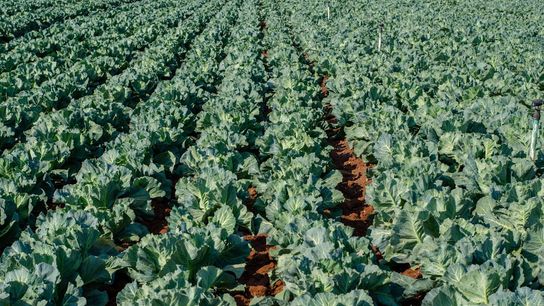 Florida Emerges as a Top Cabbage-Producing State: What It Means for Families Considering a Move (featured)