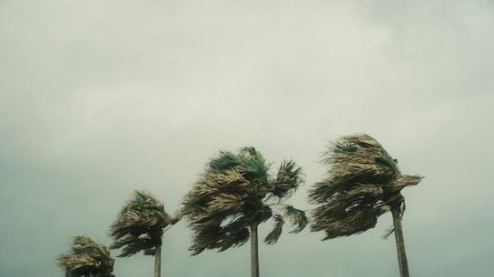 Federal Assistance Available for Hurricane Debby Victims in Florida (Live in Florida )