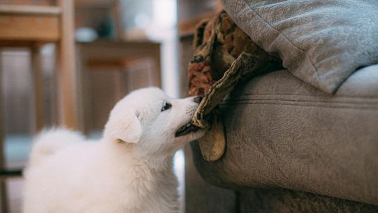 Florida's Strict Dog Laws: Understanding the State's Liability in Dog Bite Cases (Live in Florida )