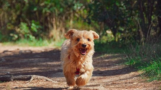 Black Bear Wilderness Area Trail Named Best Dog-Friendly Hike in Florida (Live in Florida )