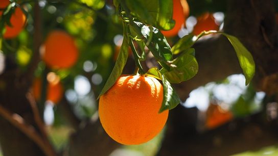 Florida Citrus Industry Faces Historic Challenges Amid Hurricanes and Freezing Temperatures (featured)