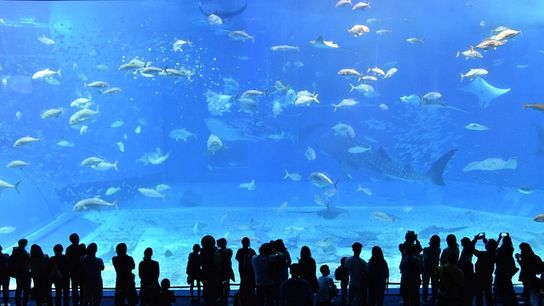 Florida Aquarium Celebrates Milestone with Over 1 Million Visitors for Second Consecutive Year (featured)